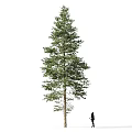 Tall Green Pine Tree Standing in Snowy Ground With Silhouette of Person Walking