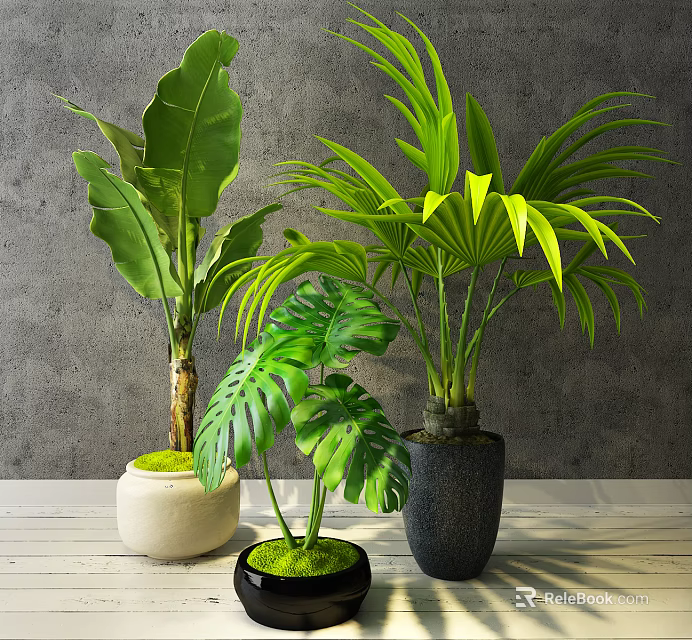 Indoor Potted Plants With Various Green Leaves And Decorative Ceramic Pots 3d model 