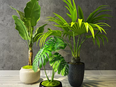 Indoor Potted Plants With Various Green Leaves And Decorative Ceramic Pots 3d model