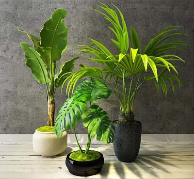 Indoor Potted Plants With Various Green Leaves And Decorative Ceramic Pots 3d model