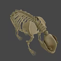 Detailed Anatomical Bear Skeleton 3D Model with Bone Structure