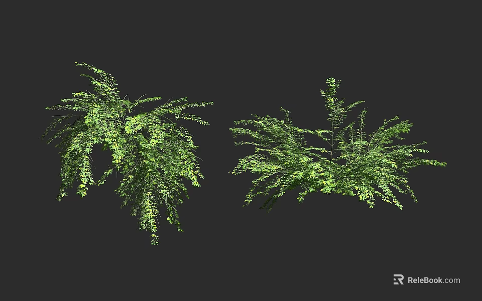 Two Green Shrubs With Lush Foliage And Natural Growth Patterns 3d model 