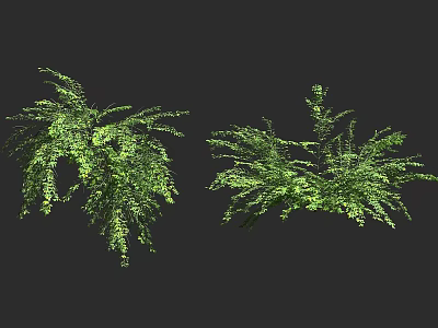 Two Green Shrubs With Lush Foliage And Natural Growth Patterns 3d model