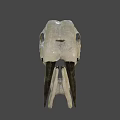Detailed Animal Skull Anatomical Structure Showing Bone Features And Teeth