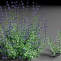 Vibrant Flowering Shrub With Purple Blooms And Green Foliage In Garden