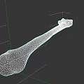Human Anatomical Limb Bone 3D Model With Detailed Surface Texture On Dark Background 3d model