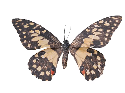 Stunning Black and Yellow Spotted Butterfly with Red Accents and Spread Wings on White Background 3d model