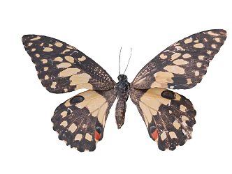 butterfly moth 3d model
