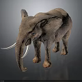 Gray Elephant With Long Tusks Standing On Dark Background With Reflection