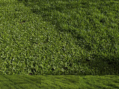 Lush Green Grass Lawn With Dense Vibrant Herbaceous Plants In Natural Light 3d model