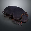 Realistic Black Beetle With Textured Shell And Segmented Legs On Dark Background 3d model