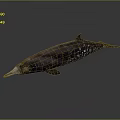Dark Colored Dolphin With White Spots And Long Beak Marine Animal