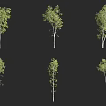 Various Green Leafy Trees With Slender Trunks Isolated On Black Background 3d model