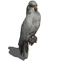 Gray Flying Parrot Perched on Wooden Perch Displaying Natural Feather Details