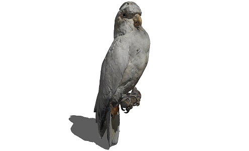 Modern Parrot Animals 3d model