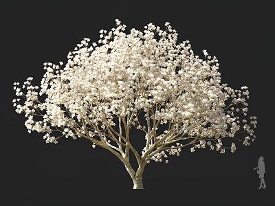 Tall Flowering Arbor with White Blossoms Lush Canopy and Human Silhouette for Scale 3d model