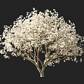 Tall Flowering Arbor with White Blossoms Lush Canopy and Human Silhouette for Scale
