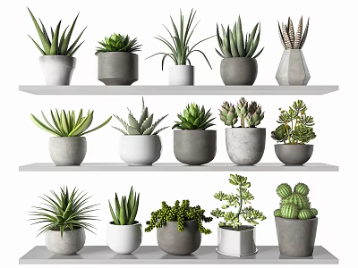 Indoor Decorative Succulent Potted Plants on Layered Shelves with Gray White Pots 3d model