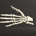 Anatomical Human Hand Bones Skeletal Structure With Detailed Phalanges And Metacarpals