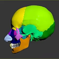 Detailed Colorful 3D Human Skull Organ Model With Hair Structure And Anatomical Features