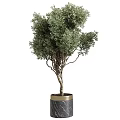 Stylish Garden Decor Featuring Potted Olive Trees in Black Cylindrical Pots with Gold Trim