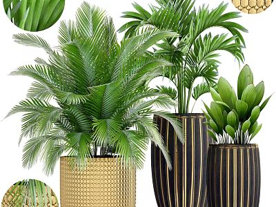 Lush Green Bonsai Potted Plants With Woven And Striped Planters For Indoor Decor 3d model