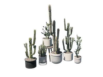 Cactus Bonsai Potted Plants In Various Sizes With Decorative Ceramic Pots For Indoor Decor 3d model