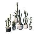 Cactus Bonsai Potted Plants In Various Sizes With Decorative Ceramic Pots For Indoor Decor