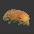 Orange Shiny Creature like 3D Model With Segmented Body Floating On Dark Background 3d model