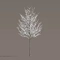 Single Bare Tree with Snow Covered Branches Standing Against Neutral Background 3d model