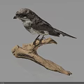 Lifelike Bird Taxidermy Perched on Natural Wooden Branch Against Dark Background