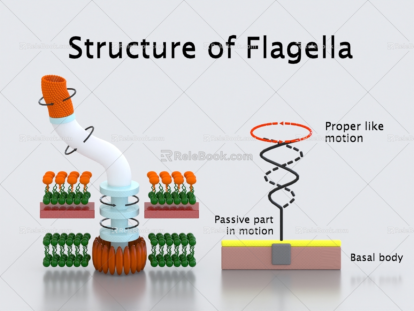 flagellar cell tissue structure microbiological medicine 3d model