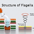 flagellar cell tissue structure microbiological medicine 3d model