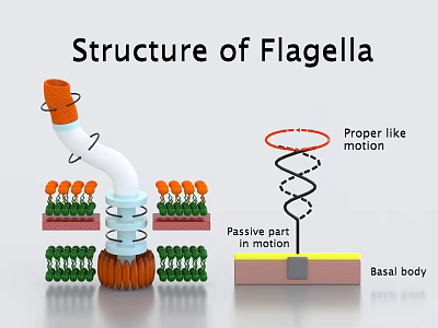 Scientific Flagella Structure Decorative Ornament Set With Motion Parts And Basal Body 3d model