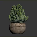 Green Potted Plant with Lush Foliage in Brown Stone Pot on Dark Background