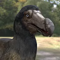 Dodo Bird With Brown And Gray Feathers Large Beak Standing On Grassy Ground