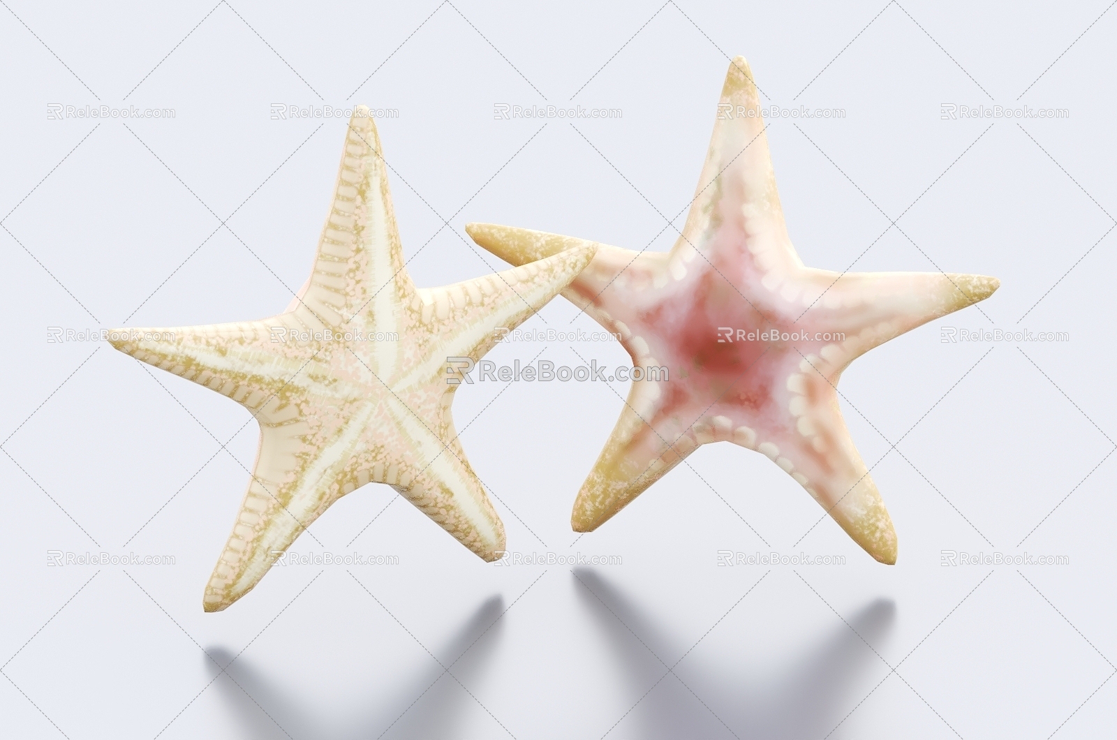 Starfish Starfish Marine Creatures 3d model