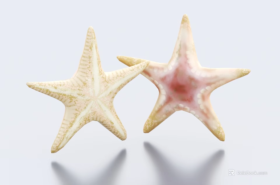 Two Light Colored Starfish With Pinkish Hues And Intricate Patterns On Smooth White Surface 3d model 