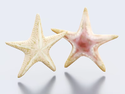 Two Light Colored Starfish With Pinkish Hues And Intricate Patterns On Smooth White Surface 3d model