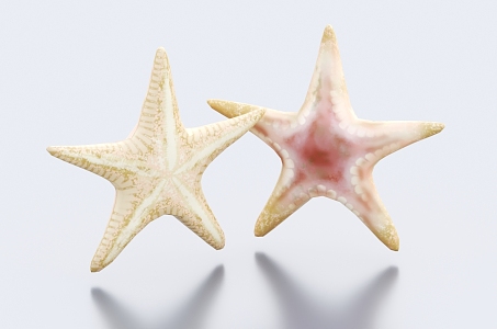 Starfish Marine Creatures 3d model