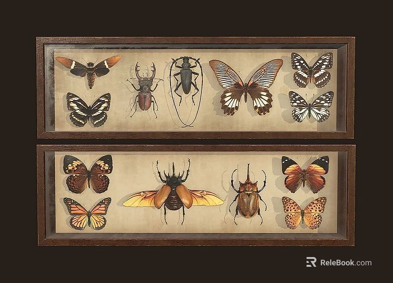 Flying Insects Detailed Vintage Framed Specimen Collection Featuring Butterflies And Beetles 3d model 
