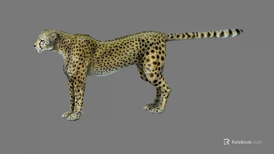 Standing Cheetah With Spotted Fur Pattern And Natural Wildlife Features 3d model 