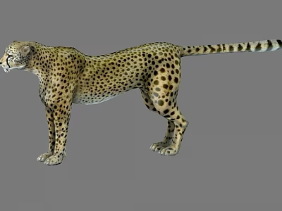 Standing Cheetah With Spotted Fur Pattern And Natural Wildlife Features 3d model