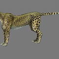 Standing Cheetah With Spotted Fur Pattern And Natural Wildlife Features 3d model