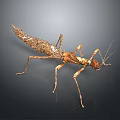 Detailed Brown Praying Mantis With Slender Legs Distinct Head And Dark Background