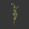 Decorative Green Leaf Vine Plant With Slender Stem On Dark Background 3d model