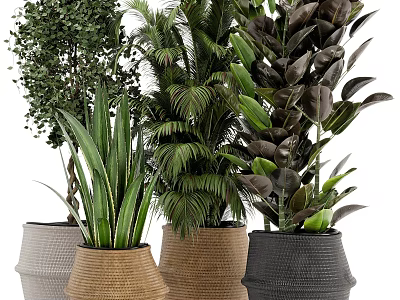 Various Potted Plants With Decorative Woven And Ceramic Pots For Indoor Greenery 3d model