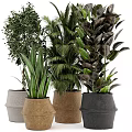 Various Potted Plants With Decorative Woven And Ceramic Pots For Indoor Greenery