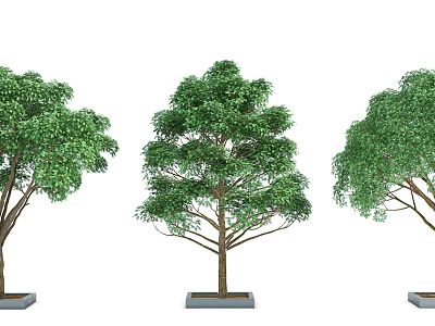Three Trees With Straight Trunks Lush Green Leaves And Square Gray Planters 3d model