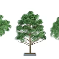 Three Trees With Straight Trunks Lush Green Leaves And Square Gray Planters